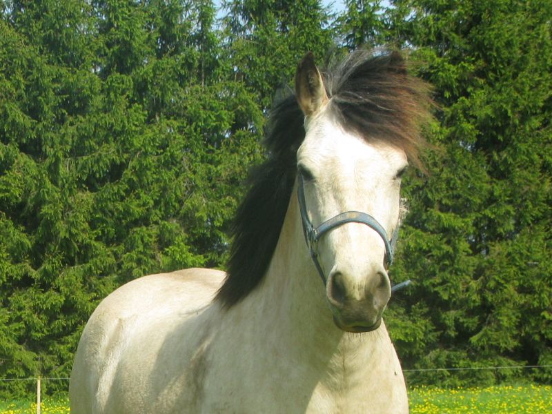 Abeeria sünd 2008, foto 2011